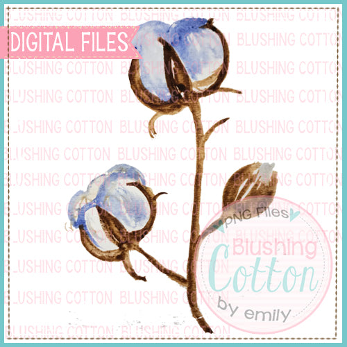 COTTON BOLL WATERCOLOR ART PNG